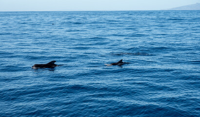 Obraz premium Watching flock of dolfins and whales from touristic boat, south of Tenerife island, Canary, Spain, wildlife seascape