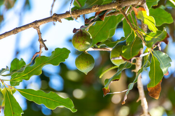 Hard green Australian macadamia nuts hanging on branches on big tree on plantation