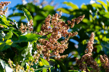 Seasonal blossom of tropical mango tree growing in orchard on Gran Canaria island, Spain, cultivation of mango fruits on plantation.