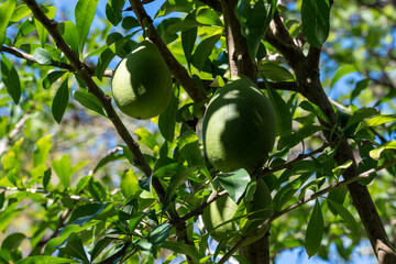 Green fruits hanging on Crescentia cujete or calabash tree in tropical Caribbean garden