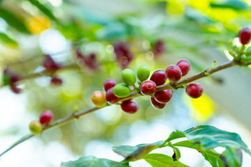 Arabica coffee tree with green and red ripening coffee cherries berries on plantation, coffee beans...