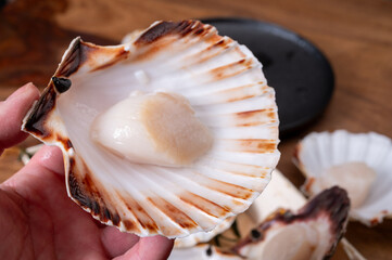 Atlantic bay scallops coquille St. James sea shells, opened in shellsand cleaned, catch of the day in Normandy or Brittany, France on fish market