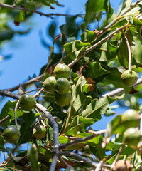 Hard green Australian macadamia nuts hanging on branches on big tree on plantation