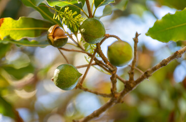 Hard green Australian macadamia nuts hanging on branches on big tree on plantation