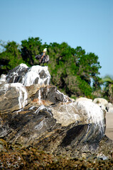 pelican and the sea pt 2