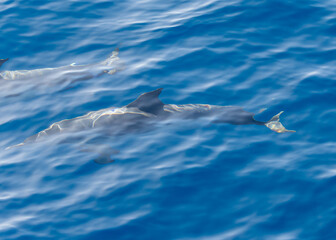 Watching flock of dolfins and whales from touristic boat, south of Tenerife island, Canary, Spain, wildlife seascape