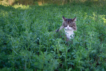 long-haired cat sitting immersed in a sea of ​​grass