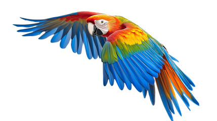 Fototapeta premium Colorful flying Macaw parrot isolated on transparent background png 