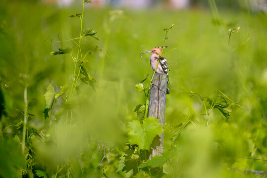 hoopoe with a worm in its mouth on a pole in a very green vineyard