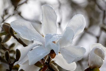 Elegant White Magnolia Flower with Raindrops