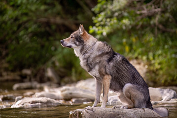 Czechoslovakian wolfdog in profile sitting on a stone along a river
