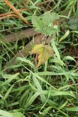 yellow butterfly on a leaf
