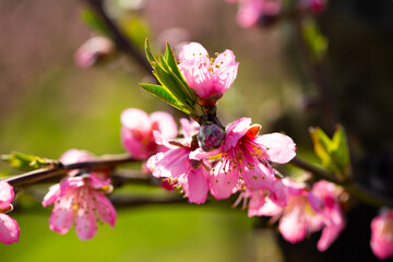 Blooming peach trees in early spring. High quality photo