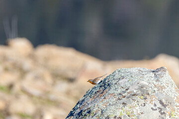A European Robin (Erithacus rubecula) perched on a rock, with its distinct orange-red chest. The soft background highlights the bird's features under natural sunlight