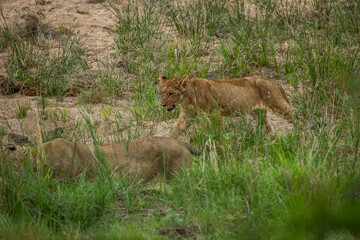 Lion cubs walking in a river bed
