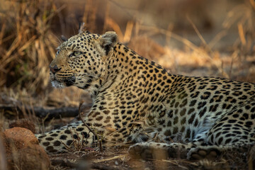 A leopard lying and waiting for the morning sun