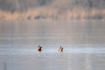 two ducks diving simultaneously into the lake water. funny scene