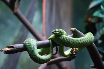 snake on a branch