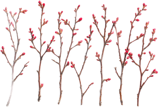Cherry blossom pattern image, showcasing floral design, spring motif, and botanical background details.