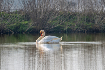 beautiful swan in the lake