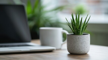 Small succulent in pot on desk with laptop and coffee cup