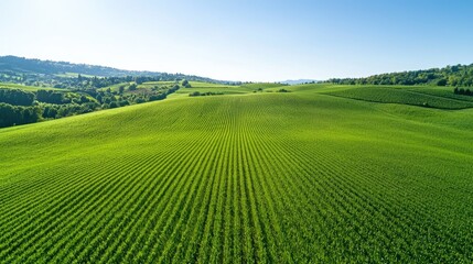 Fototapeta premium Aerial view of a vast green field