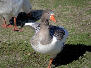 BIRDS