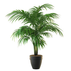 A Large Lush Potted Palm Tree with Long Fronds Isolated on Transparent Background