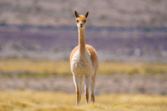 Vicu&ntilde;a