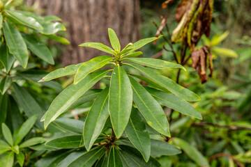 rhododendron