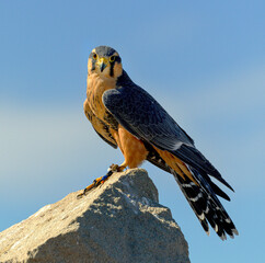 Aplomado Falcon perched on a rock. 
