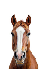 Majestic Brown Horse with White Blaze on Forehead Showcasing Elegance and Strength in Equestrian Beauty, Isolated on Transparent and White Background