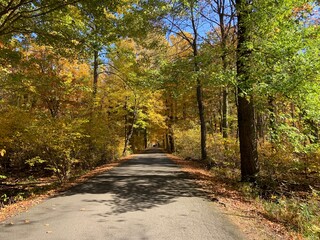 road in autumn forest