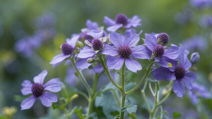 Vibrant purple lavatera trimestris flowers blooming in a lush garden setting with soft bokeh background showcasing nature's beauty.