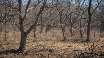 Bare Tree Branches in a Meadow Under Clear Blue Sky During Early Spring Season