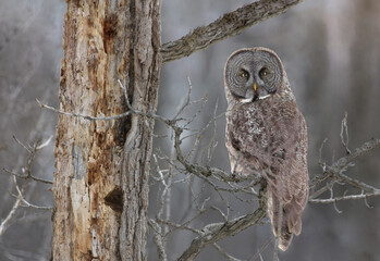great grey owl in forest during winter