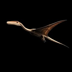 Obraz premium Side View of a Flying Pterosaur Against Black Background. Panoramic Composition
