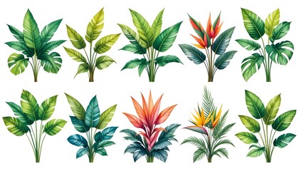 Fototapeta premium Tropical plant leaves, plant background image, natural texture banner