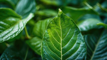 Closeup of a vibrant green leaf showcasing intricate textures and natural patterns amidst a lush foliage background.