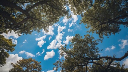 Obraz premium Looking up through tree branches revealing a bright blue sky and fluffy clouds in a tranquil natural setting