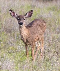A yearling Black-tailed Deer at Edgewood Park and Natural Preserve in San Francisco Bay Area, California.