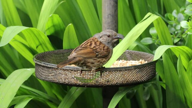Dunnock Small Brown Bird Lands on Metal Feeder and Eats Sunflower Seeds