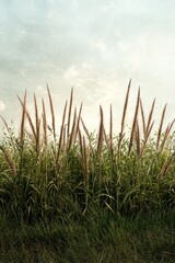 Fototapeta premium Tall grass and weeds blowing in the wind against an overcast sky.