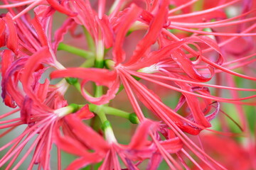 ヒガンバナ（新潟県）