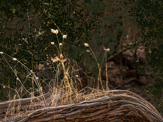 Hare's Tail Grass Grows Out Of Fallen Tree