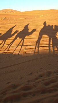 merzouga desert in morocco with camel caravan shadows on golden sand dunes at sunset 