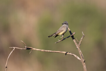Colorful Says Phoebe perched on deadwood branch and looking alert for danger
