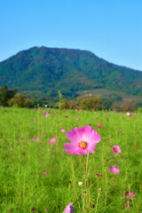 Fototapeta premium 上堰潟公園 角田山（新潟県）
