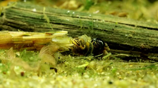Caddisfly larva (Phryganea sp.) underwater, discovering a dead snail carcass and starting to feed on it, moderate macro close-up. 