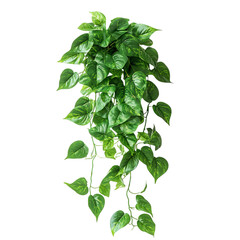 Trailing Pothos Plant with Long Cascading Green Vines Isolated on Transparent Background
